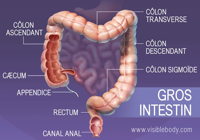 Principales sections du gros intestin