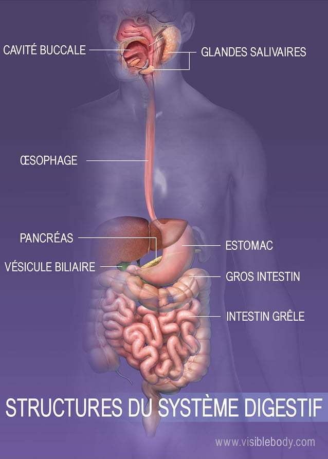 Anatomie du corps humain - Le système digestif : • ~ 1️⃣ La bouche : permet  de réduire nos aliments en petits morceaux par les dents et lubrifiés par  la salive. • ~