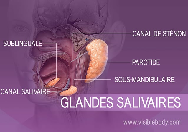 Les glandes salivaires de la bouche facilitent la digestion