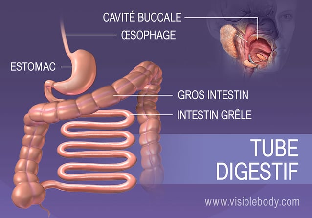 Les structures du tube digestif