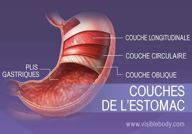 Les quatre couches de muscle lisse de l'estomac