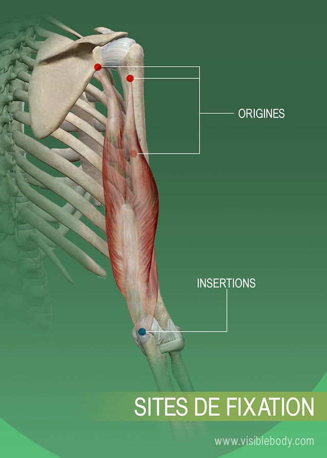 Origines et insertions d'un muscle sur l'os