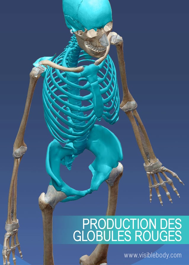 Le modèle anatomique précis d'ecorche du squelette humain avec