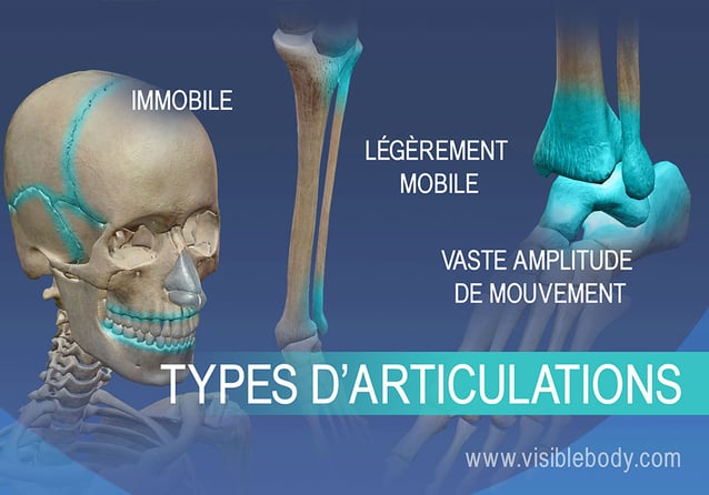 Squelette Anatomie, détaillé en grandeur nature, Les articulations  principales sont mobiles, avec Affiche explicative de l'anatomie humaine  acheter en ligne à bas prix