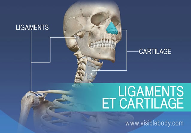 Squelette humain avec muscles et ligaments