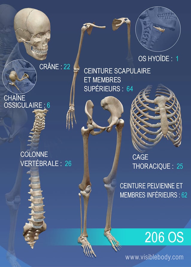 Illustration 3d De L'anatomie Du Squelette Du Corps Humain