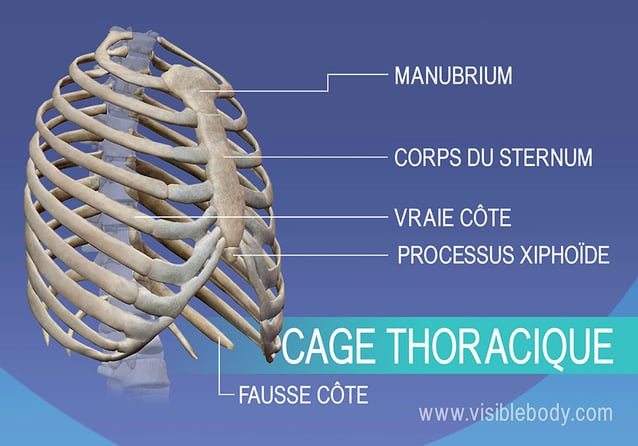 Manubrium, vraies et fausses côtes, sternum et processus xiphoïde dans la cage thoracique