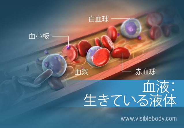 異なる種類の血液細胞の概要