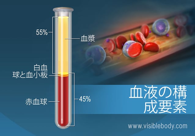 百分率による血液の組成