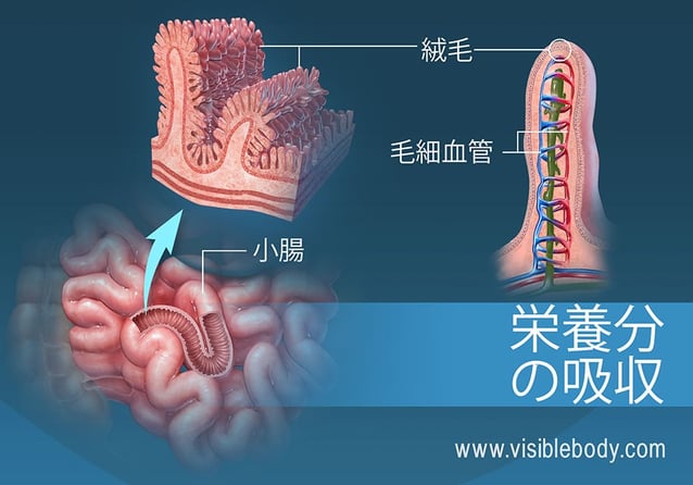 小腸にある絨毛の断面図