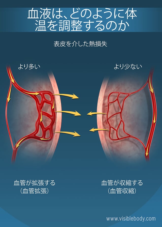 表皮の近くの毛細管の大きさが、人体の熱保持に影響を及ぼします
