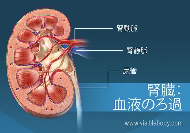 腎臓での血液の濾過