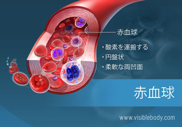 赤血球の機能と特徴
