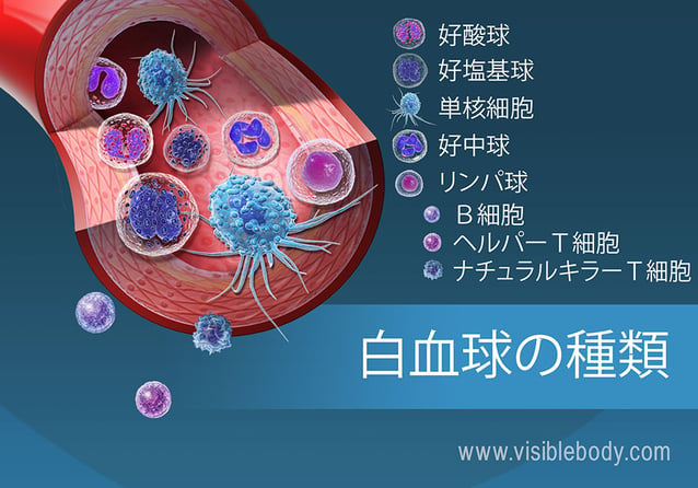 血液の白血球の多くの型