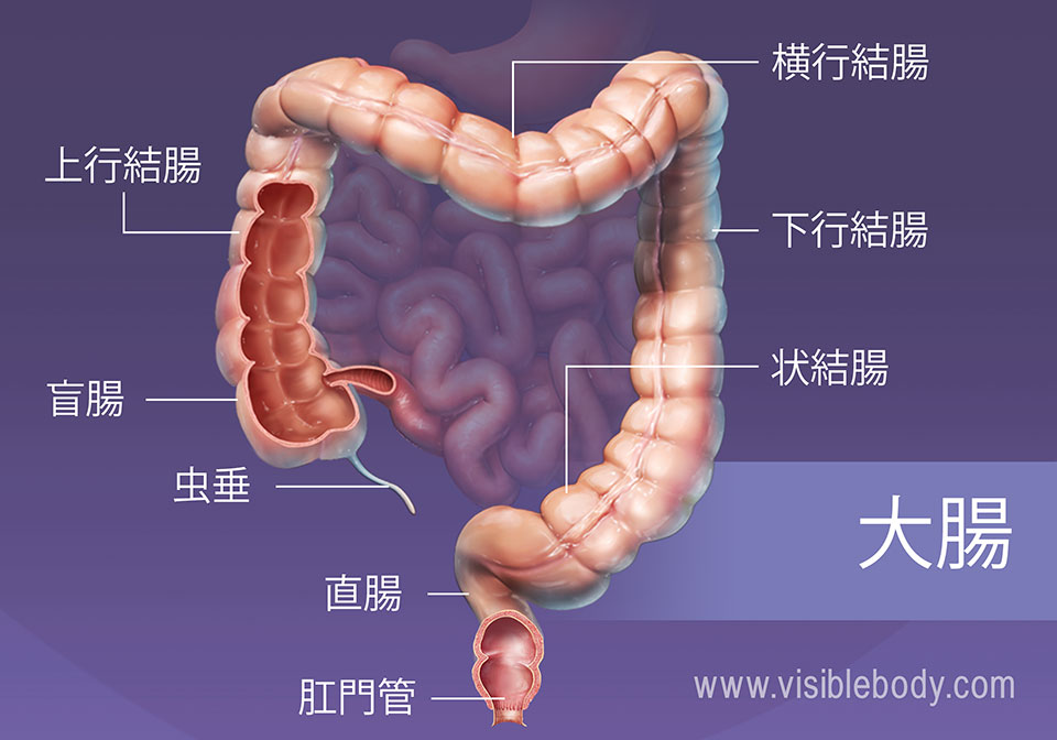 消化器外科手術のための解剖学 : 小腸・大腸,肛門部疾患,肝臓・胆嚢・