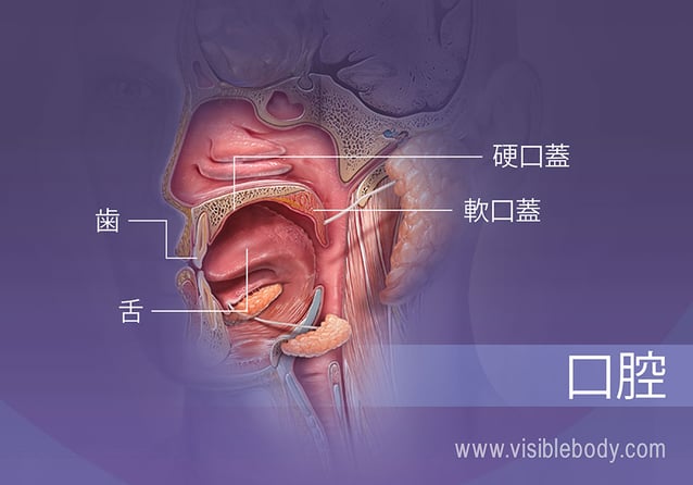 歯、舌、硬口蓋および軟口蓋を示す口腔の投影図