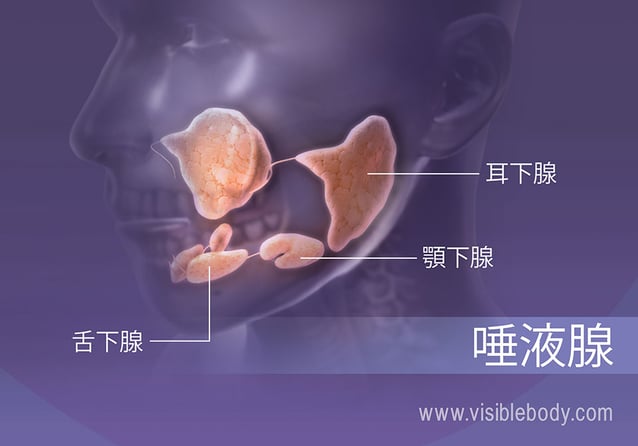 口腔の唾液腺は消化を補助します