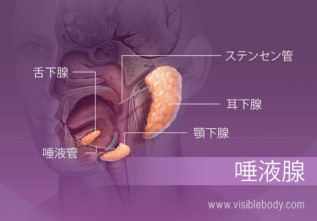 口内の様々な唾液腺の位置