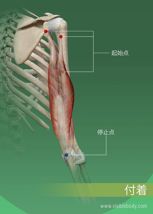 骨上の筋肉の起始点および停止点