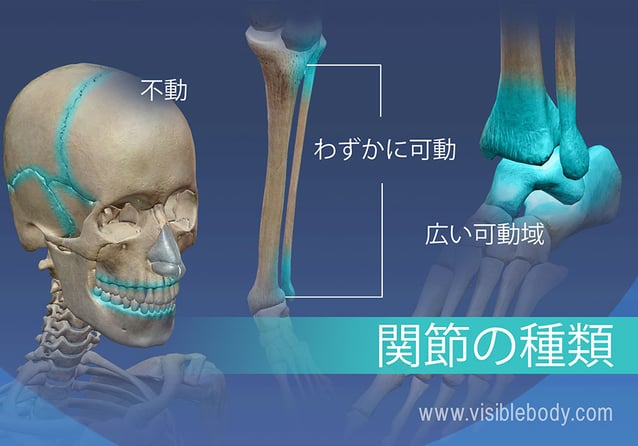不動、やや可動する関節および広い可動域を持つ関節