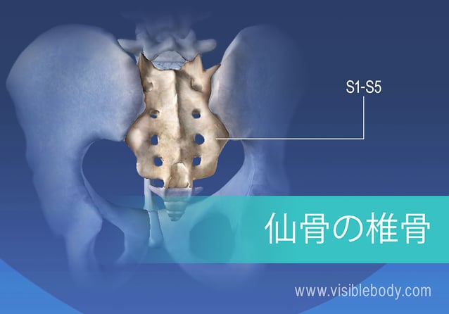 S1〜S5融合仙椎