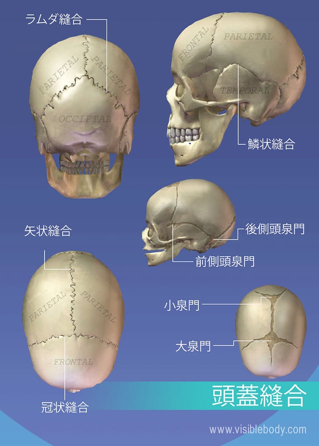 骨格の解剖について知る 軸骨格