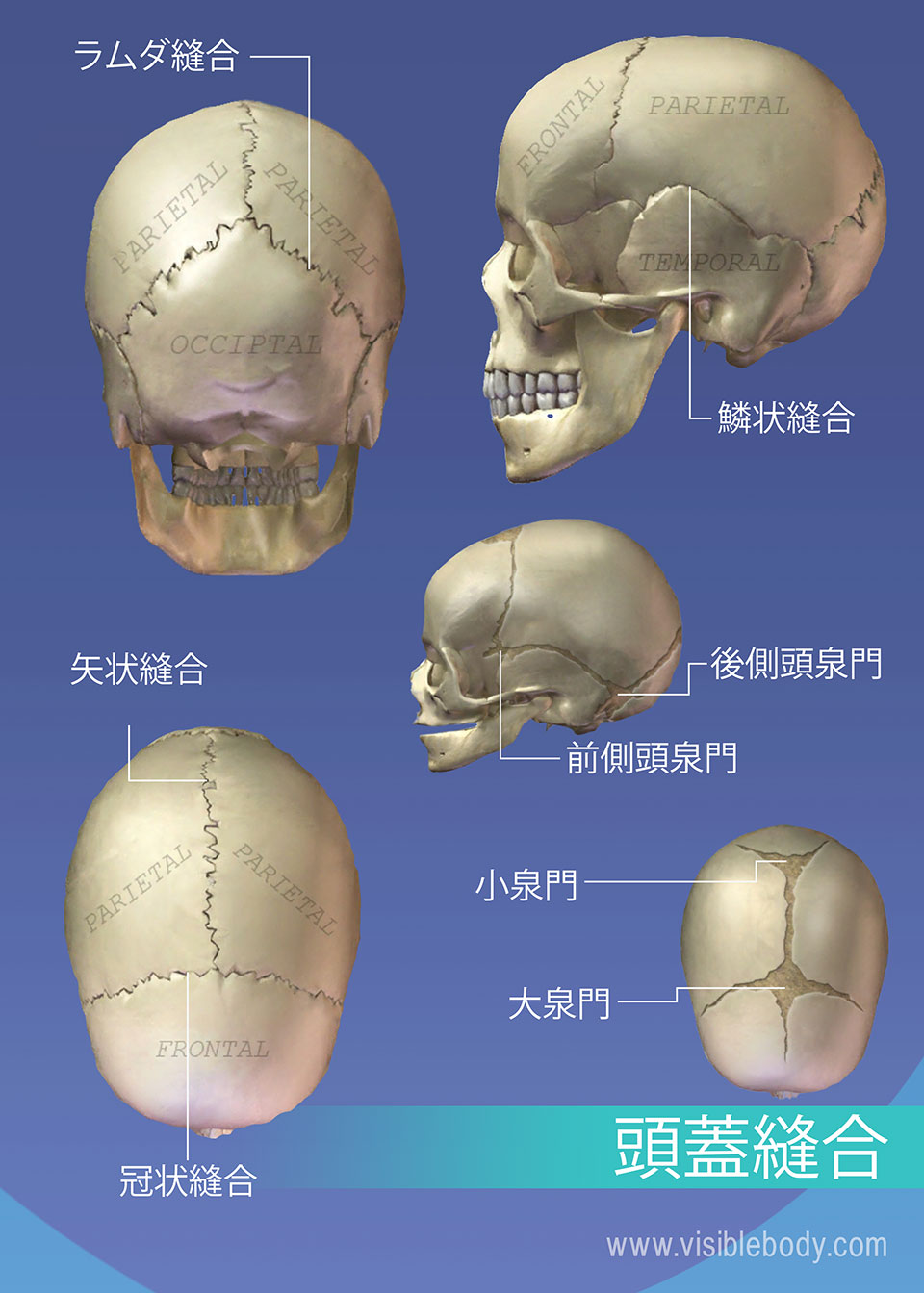 頭蓋仙骨系の解剖学 頭蓋骨 テキスト（頭蓋仙骨治療 - JOA通販