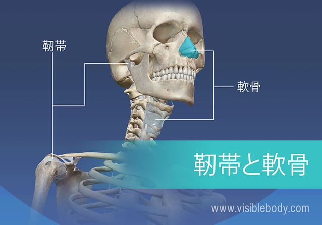 人体の靱帯および軟骨