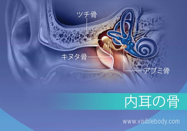 内耳骨、キヌタ骨、ツチ骨、およびアブミ骨