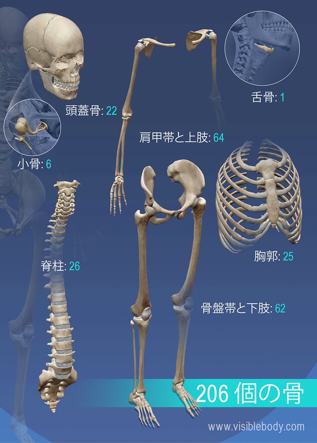 さまざまな骨の概説