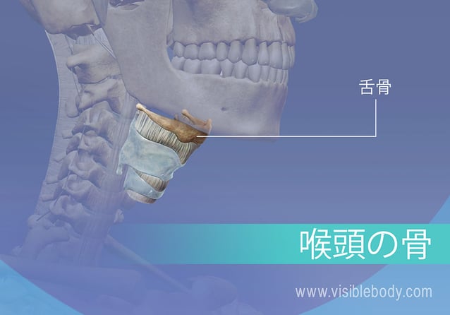 軸骨格の軸に沿って: 軸骨格を形成する骨