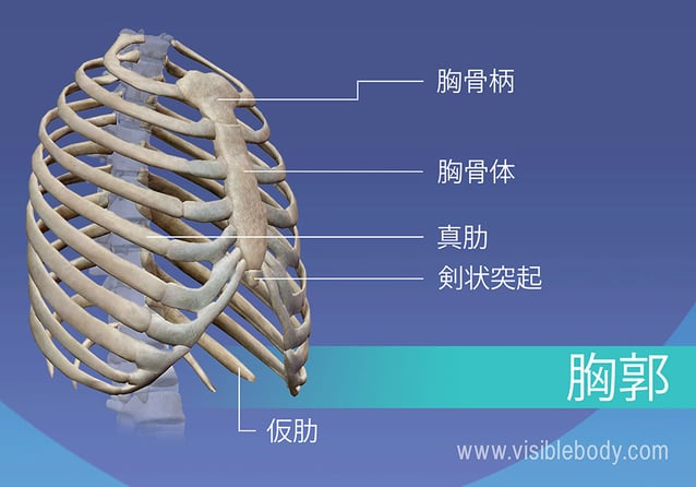 胸郭にある胸骨柄、真肋と仮肋、胸骨および剣状突起