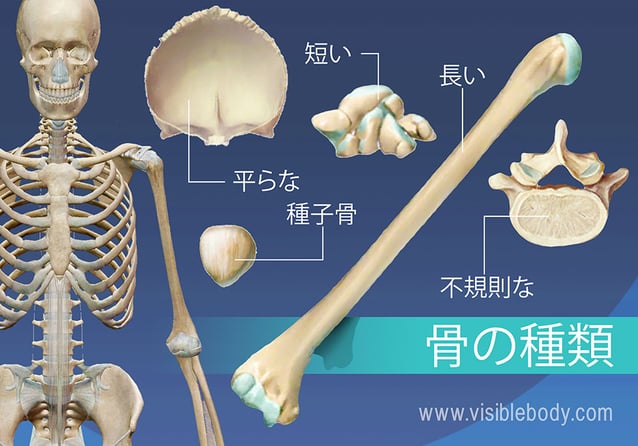 5つの骨の型の概説（長、短、扁平、不規則および種子）