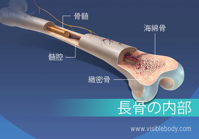 骨髄、髄腔、海綿骨および緻密骨のビュー