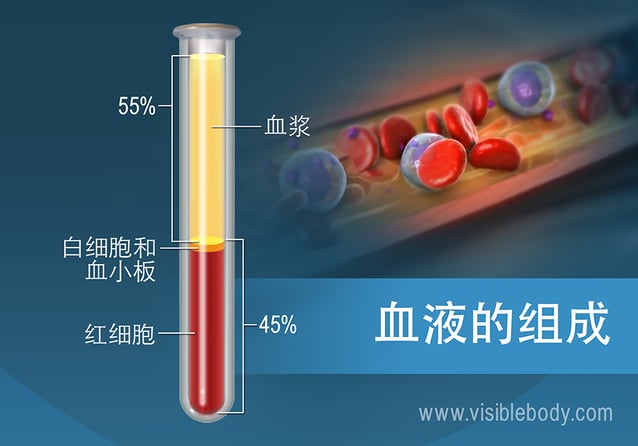 按百分比计算的血液成分