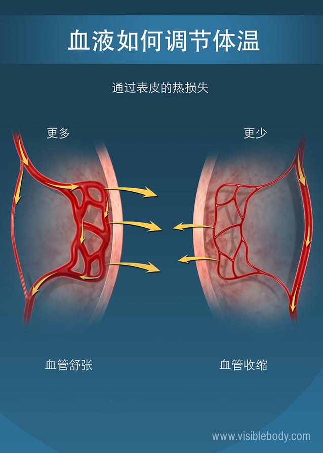 血液的循环功能 血液的循环功能
