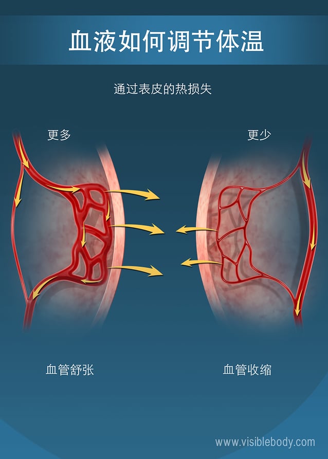 靠近表皮的毛细血管，其大小影响了人体的热量保持