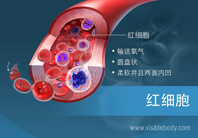 红细胞的功能和特点