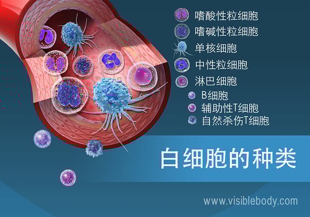 血液的循环功能 血液的循环功能