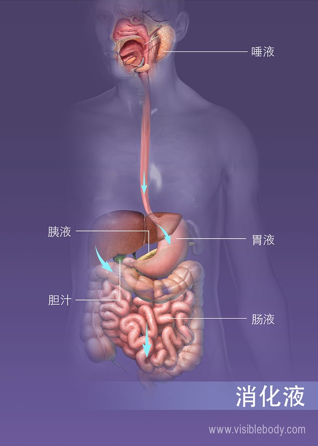 消化系统分泌的各种液体