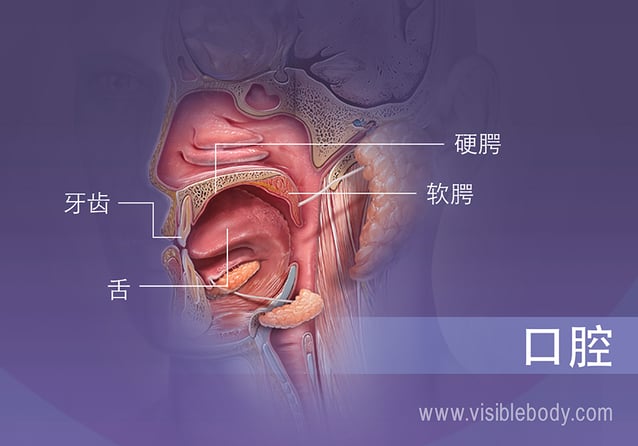 显示牙齿、舌头、硬腭和软腭的口腔剖面图