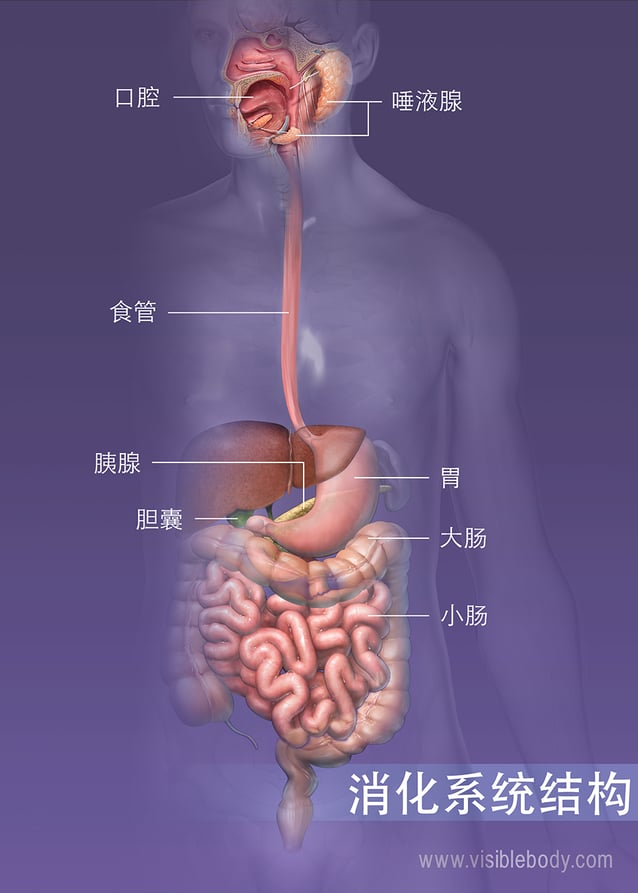 消化系统概述