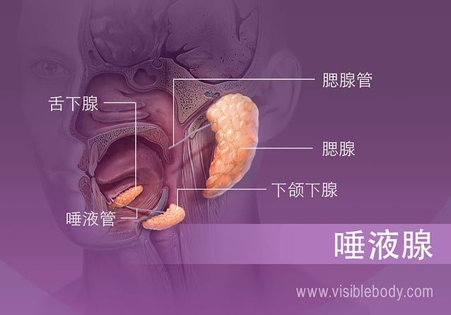 口腔中不同唾液腺体的位置