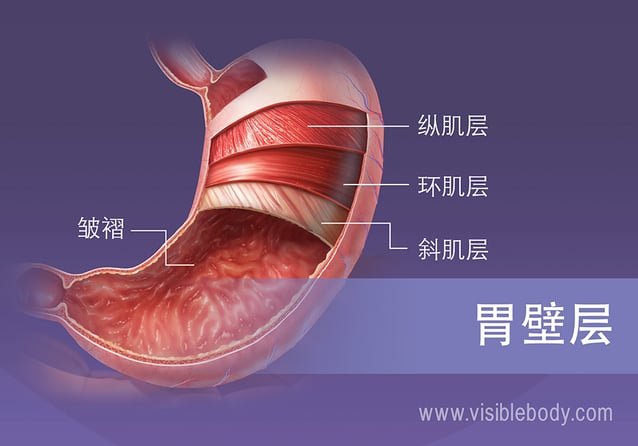 胃的4个平滑肌层