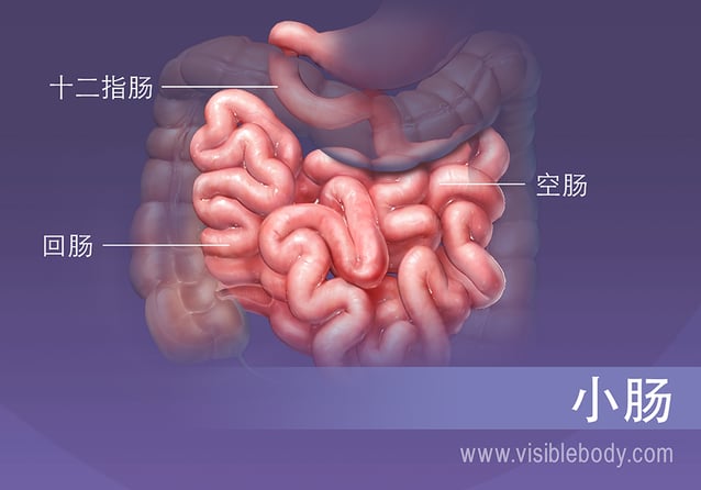 小肠的三段，十二指肠、空肠和回肠