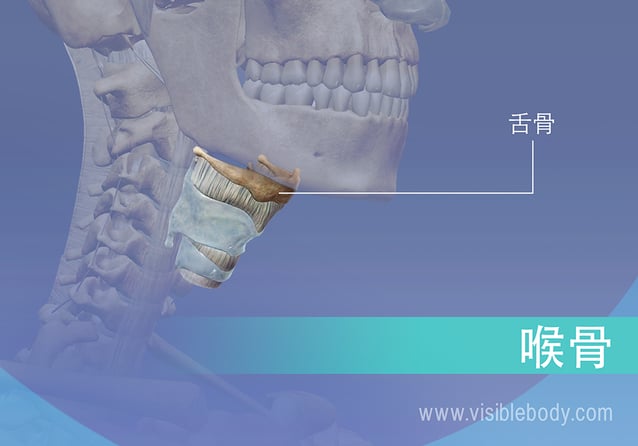 喉中的舌骨
