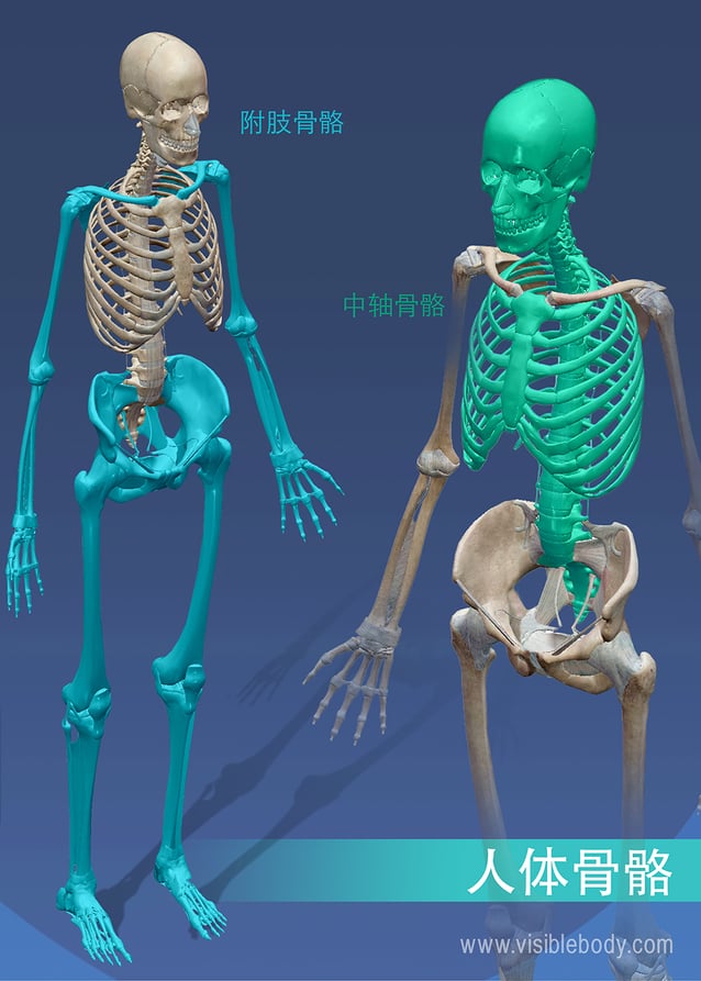 附肢骨骼vs中轴骨骼