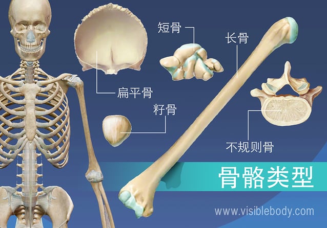 5种骨骼类型的概述，长骨、短骨、扁骨、不规则骨、籽骨