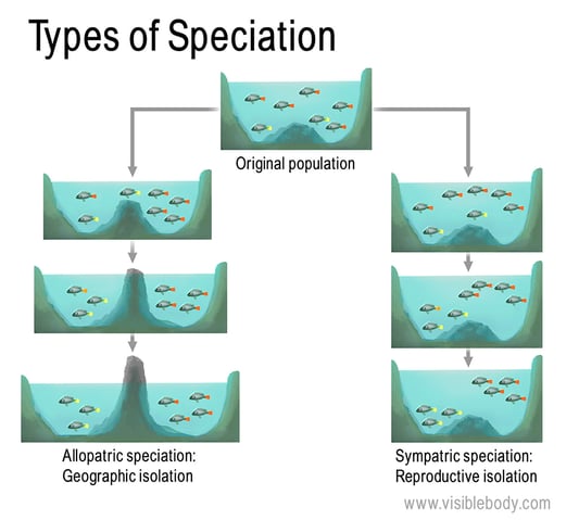 Isolation is key to speciation. Species can become reproductively and/or geographically isolated from one another.