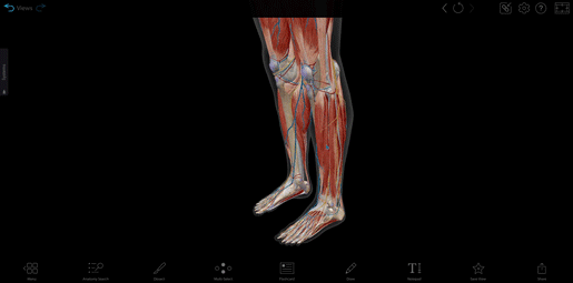 leg-anatomy